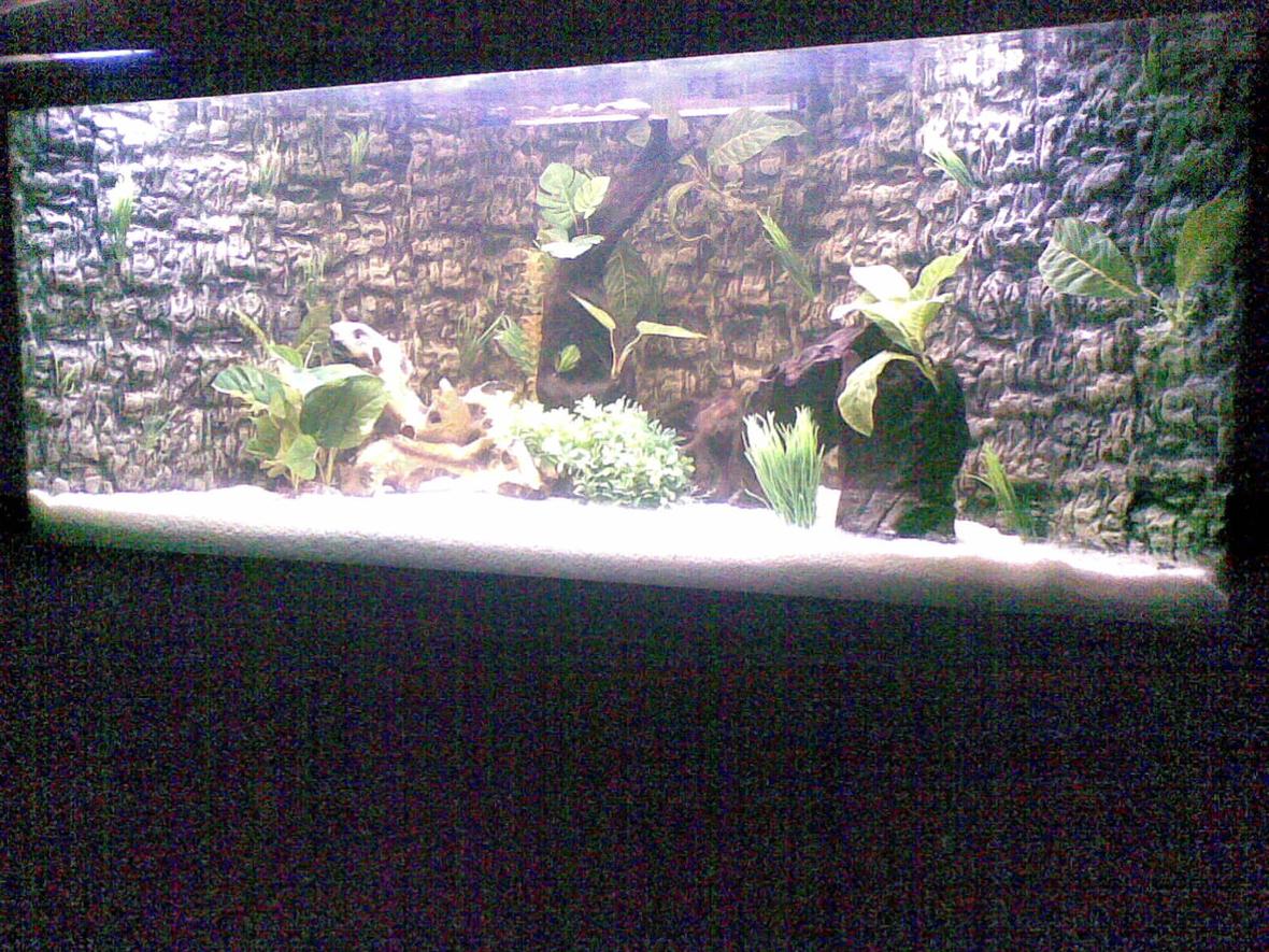 fish tank picture - Its a Corner Tank build on round staircase corner with 5Ft Front and 2Ft Height , external Canister Filter, 2 Floral 40W and 1 Blue Light