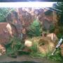 60 gallons freshwater fish tank (mostly fish and non-living decorations) - Its a Discus Tank 2.5 FT x 2 FT