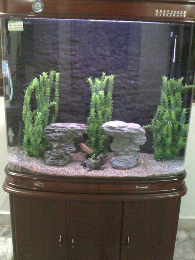 55 gallons freshwater fish tank (mostly fish and non-living decorations) - My fresh water Aquarium