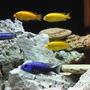 freshwater fish - labidochromis caeruleus - electric yellow cichlid stocking in 100 gallons tank - yellow labs+johanni+blue hap