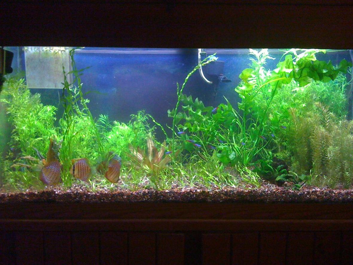 75 gallons planted tank (mostly live plants and fish) - Nov. 2009