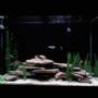 70 gallons freshwater fish tank (mostly fish and non-living decorations) - Front View of African Cichlid