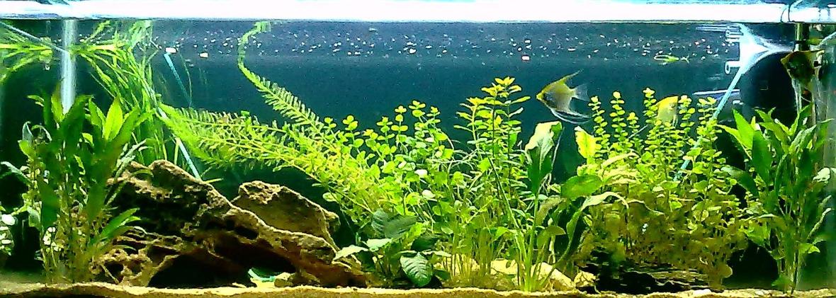 67 gallons planted tank (mostly live plants and fish) - 255 litre freshwater, 2 months olds