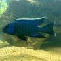 freshwater fish - aulonocara nyassae - blue peacock cichlid stocking in 67 gallons tank - blue peacock