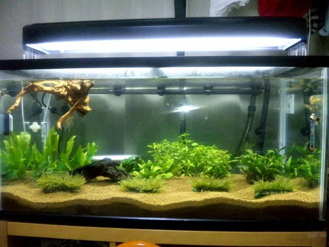 45 gallons planted tank (mostly live plants and fish) - OUR FIRST SERIUOS TANK...