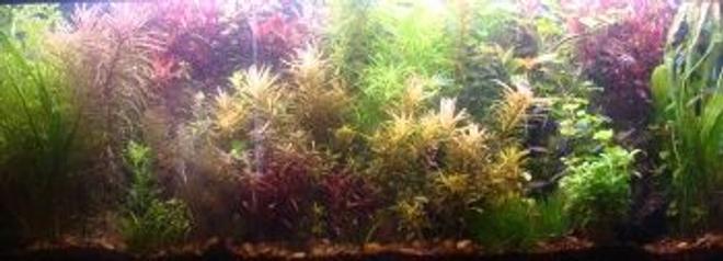 10 gallons planted tank (mostly live plants and fish) - 55 gallon planted tank