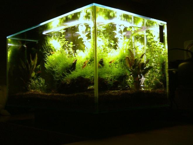6 gallons planted tank (mostly live plants and fish) - Planted Fluval EDGE nano Aquarium