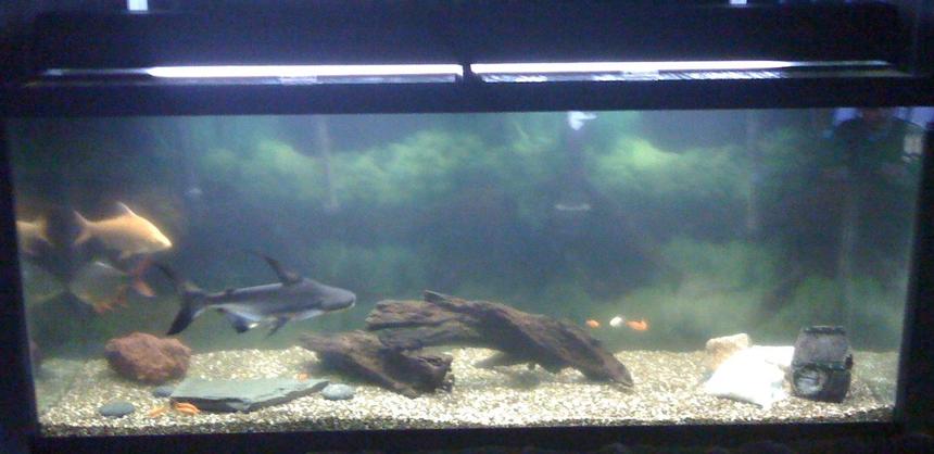 Rated #338: 120 Gallons Freshwater Fish Tank - Not a great picture