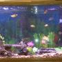 55 gallons freshwater fish tank (mostly fish and non-living decorations) - always adding not done yet