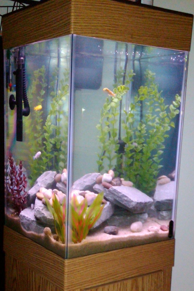 15 gallons freshwater fish tank (mostly fish and non-living decorations) - 15gal Cube Style Cichlid Tank