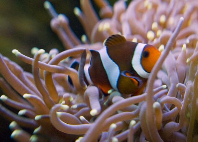 saltwater fish - amphiprion ocellaris - ocellaris clownfish stocking in 75 gallons tank - Ocellaris Clown Fish with my Torch Coral.
The Clown doesn't actually host the Torch; it only has interest in it when I feed the Coral.