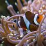 saltwater fish - amphiprion ocellaris - ocellaris clownfish stocking in 75 gallons tank - Ocellaris Clown Fish with my Torch Coral. The Clown doesn't actually host the Torch; it only has interest in it when I feed the Coral.