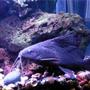 freshwater fish - synodontis eupterus - synodontis eupterus catfish stocking in 47 gallons tank - Synodontis Eputis [9in]