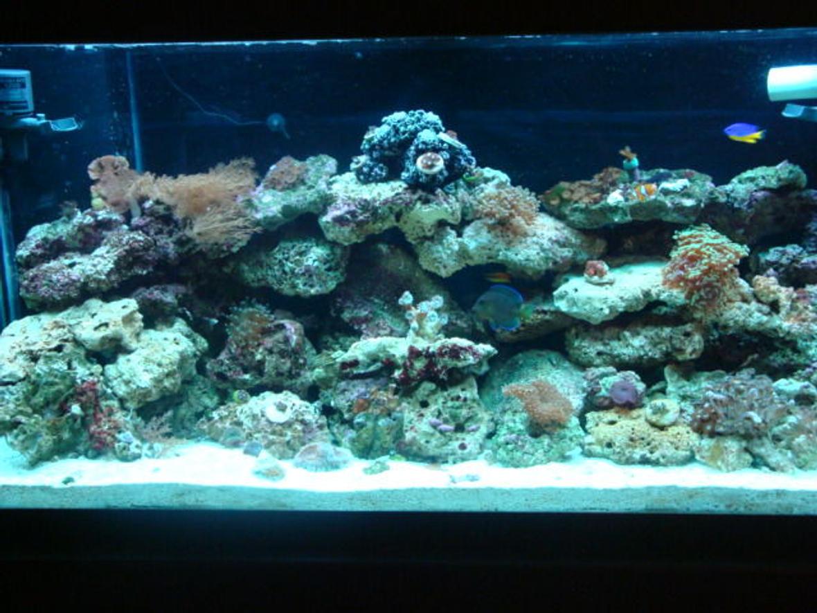 90 gallons reef tank (mostly live coral and fish) - Tank is up over a month a new NOVA EXTREME 8-bulb will be on Tuesday and a Blue Throat Trigger has been added along with some lunar, favia and a couple others coral count about 33