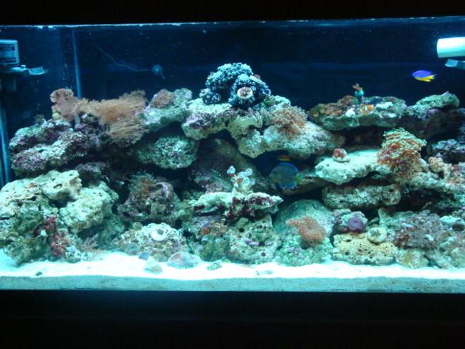 90 gallons reef tank (mostly live coral and fish) - Tank is up over a month a new NOVA EXTREME 8-bulb will be on Tuesday and a Blue Throat Trigger has been added along with some lunar, favia and a couple others coral count about 33