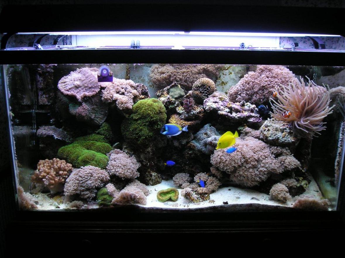 120 gallons reef tank (mostly live coral and fish) - my 120 gallon reef