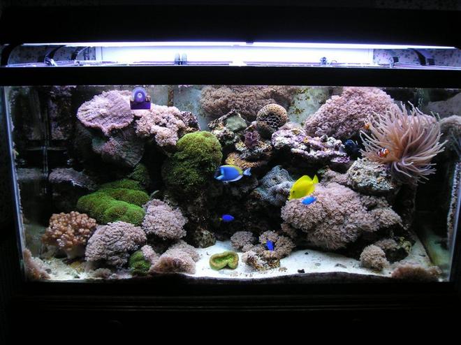 120 gallons reef tank (mostly live coral and fish) - my 120 gallon reef