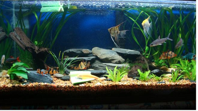 40 gallons planted tank (mostly live plants and fish) - 40 gallon planted tank