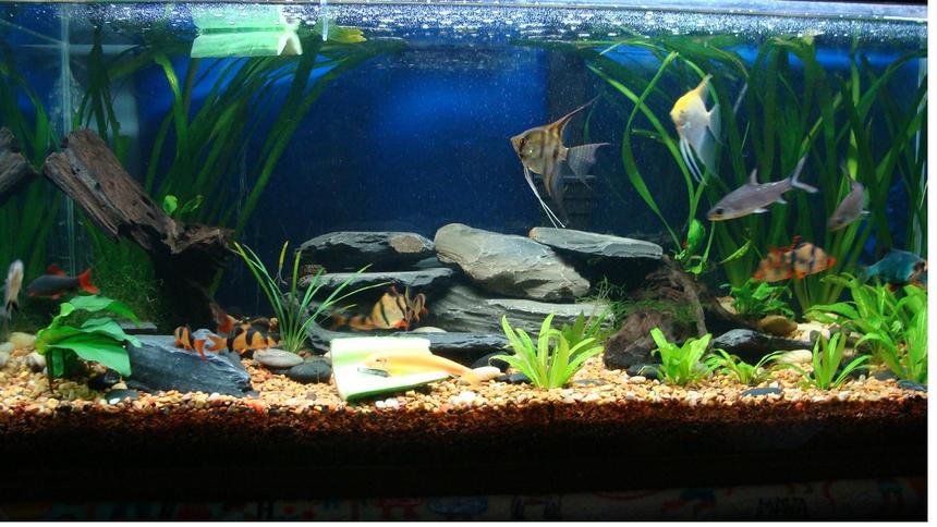 Rated #97: 40 Gallons Planted Tank - 40 gallon planted tank