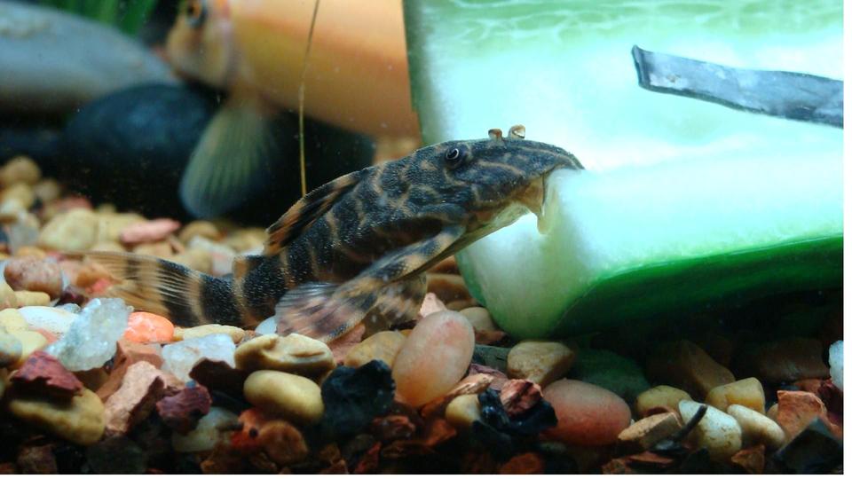 freshwater fish - peckoltia sp. platyrhyncha - rio-negro pleco (l 135) stocking in 40 gallons tank - Candy Striple Pleco (L-135)
