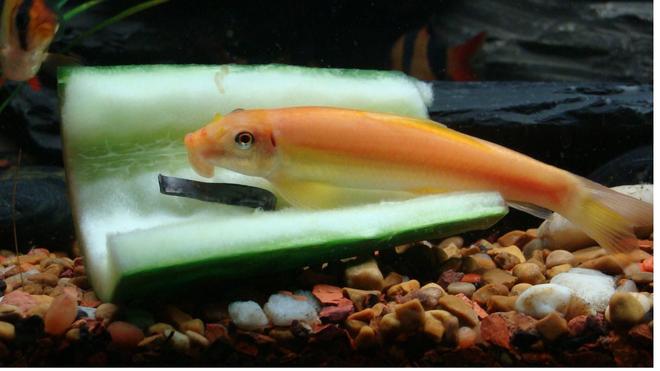 freshwater fish - gyrinocheilos aymonieri - chinese algae eater stocking in 40 gallons tank - Chinese Algae Eater (CAE)