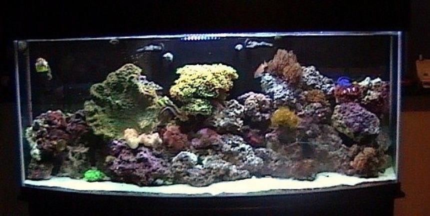 Rated #59: 110 Gallons Reef Tank - Aquarium