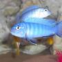 freshwater fish - metriaclima callainos - cobalt blue zebra cichlid - BOB the king of the tank