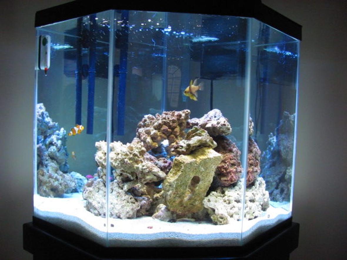 44 gallons saltwater fish tank (mostly fish, little/no live coral) - Front view of my tank.