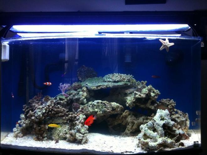 46 gallons saltwater fish tank (mostly fish, little/no live coral) - Front View of my 46 gallon bowfront 3 months old