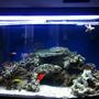 46 gallons saltwater fish tank (mostly fish, little/no live coral) - Front View of my 46 gallon bowfront 3 months old
