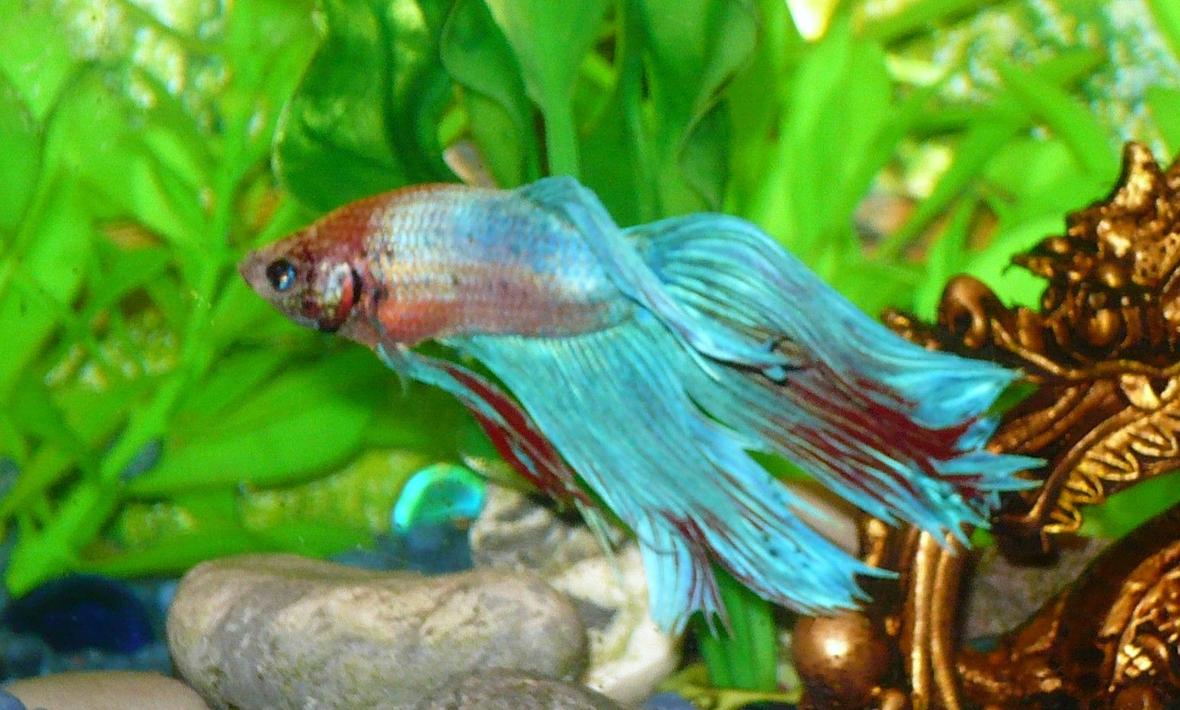 freshwater fish - betta splendens - betta - male stocking in 55 gallons tank - my betta. alone in a 10 gal to avoid stressing him out. i loved teh blue and red color on him when i saw him so he came home to go in the tank.