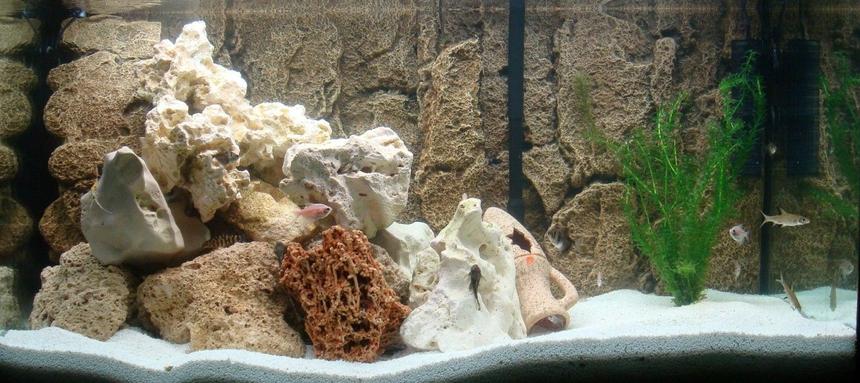 Rated #99: 65 Gallons Freshwater Fish Tank - 250L Freshwater
JBL external pump E1500
PH Controller (CO2)
2x Tubes T8 30W