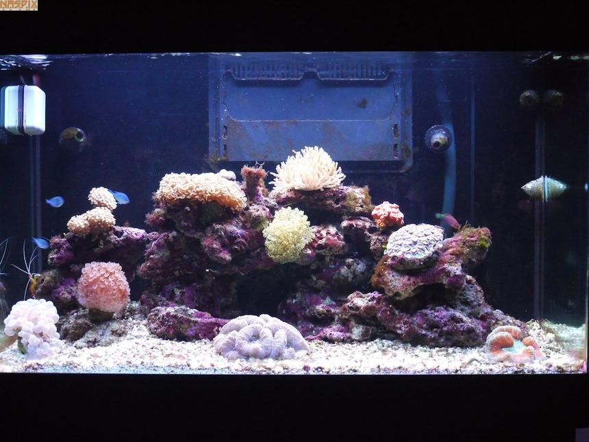 Rated #97: 65 Gallons Reef Tank - Wide Shot