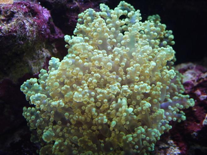 corals inverts - euphyllia glabrescens - torch coral stocking in 65 gallons tank - Green Blobs