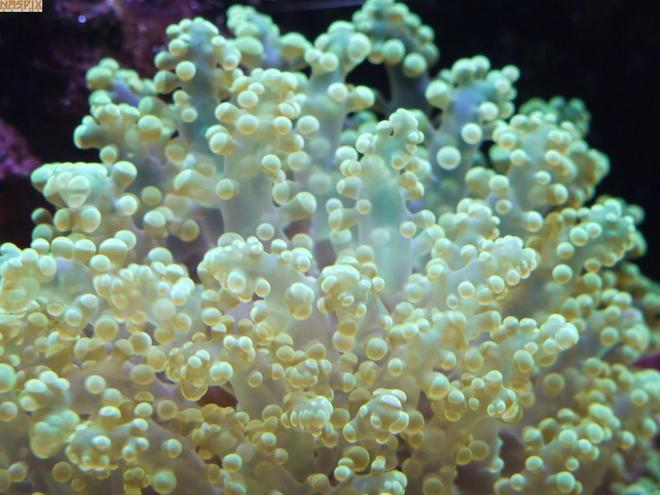 corals inverts - euphyllia glabrescens - torch coral stocking in 65 gallons tank - Up close with the Blob
