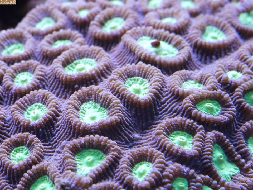 corals inverts - favites sp. - prism favia stocking in 65 gallons tank - Coral Scape