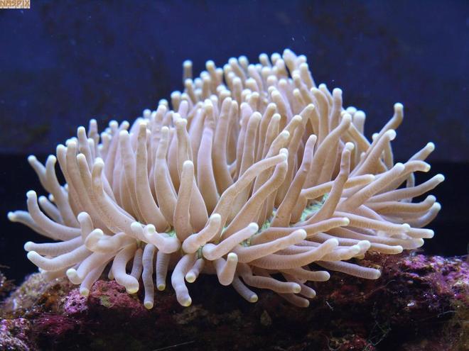 corals inverts - heteractis magnifica - ritteri anemone stocking in 65 gallons tank - Johnny Fingers