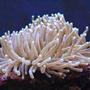corals inverts - heteractis magnifica - ritteri anemone stocking in 65 gallons tank - Johnny Fingers