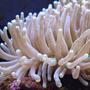 corals inverts - heteractis crispa - sebae anemone stocking in 65 gallons tank - Fingered