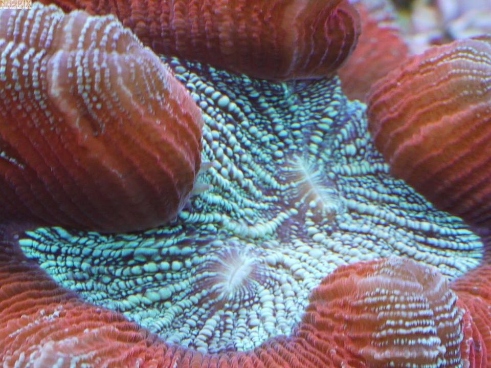 corals inverts - trachyphyllia geoffroyi - brain coral stocking in 65 gallons tank - The Pocket