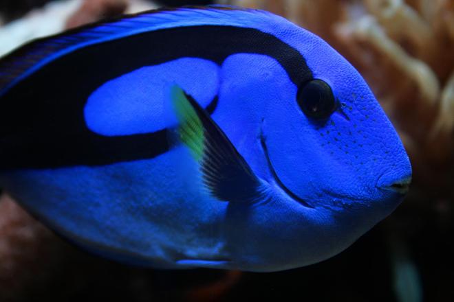 saltwater fish - paracanthurus hepatus - blue tang stocking in 75 gallons tank - New Blue Tang