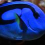 saltwater fish - paracanthurus hepatus - blue tang stocking in 75 gallons tank - New Blue Tang
