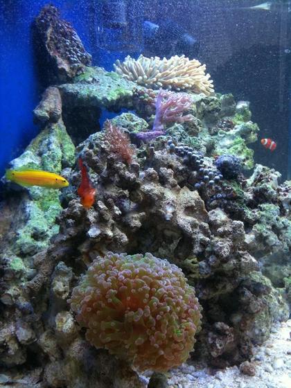 saltwater fish - amphiprion percula - true percula clownfish stocking in 46 gallons tank - side view of my 46 gallon
