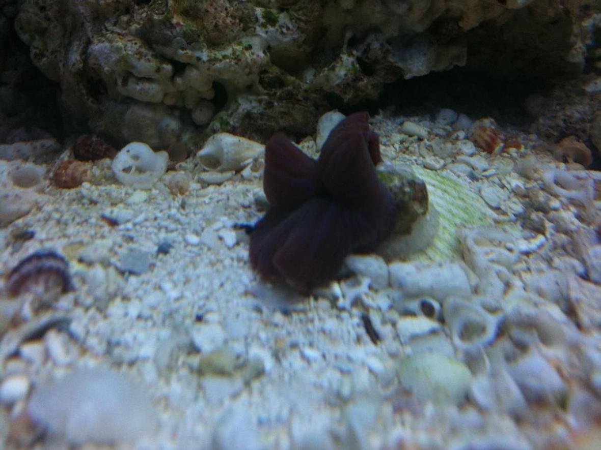 corals inverts - actinodiscus sp. - red mushroom stocking in 46 gallons tank - mushroom coral purple