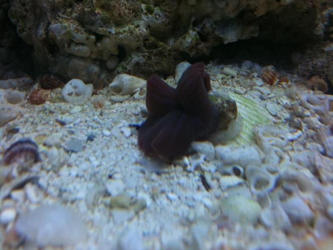 corals inverts - actinodiscus sp. - red mushroom stocking in 46 gallons tank - mushroom coral purple