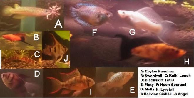 freshwater fish - poecilia velifera - platinum lyretail molly stocking in 70 gallons tank - Multiple Fish! My Panchax likes spiders!