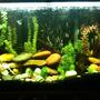 45 gallons freshwater fish tank (mostly fish and non-living decorations) - This is my tank!