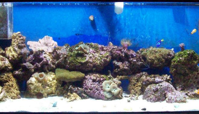 75 gallons reef tank (mostly live coral and fish) - my first try at a reef.