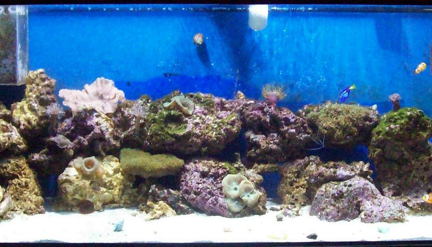 Rated #114: 75 Gallons Reef Tank - my first try at a reef.