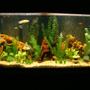 90 gallons freshwater fish tank (mostly fish and non-living decorations) - My new 90 gallon cichlid tank